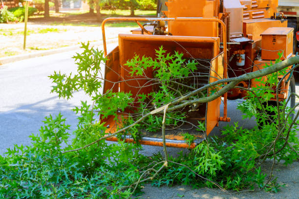 Reliable Chelsea Cove, NY Tree Care Services Solutions