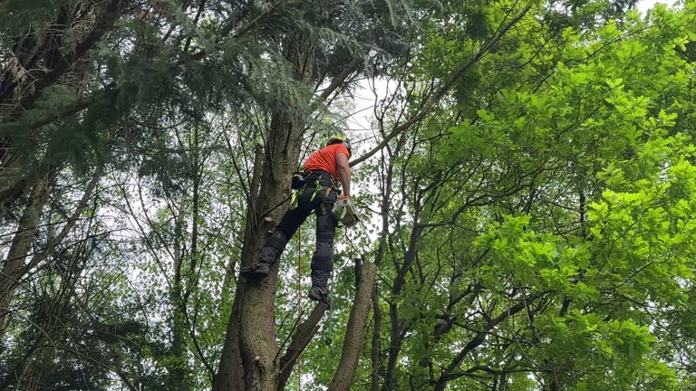 Best Tree Trimming and Pruning  in Chelsea Cove, NY