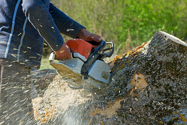  Chelsea Cove, NY Tree Care Services Pros